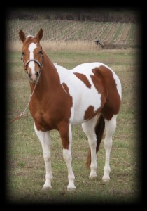 HORSES AROUND ME - Plemená koní - Paint horse